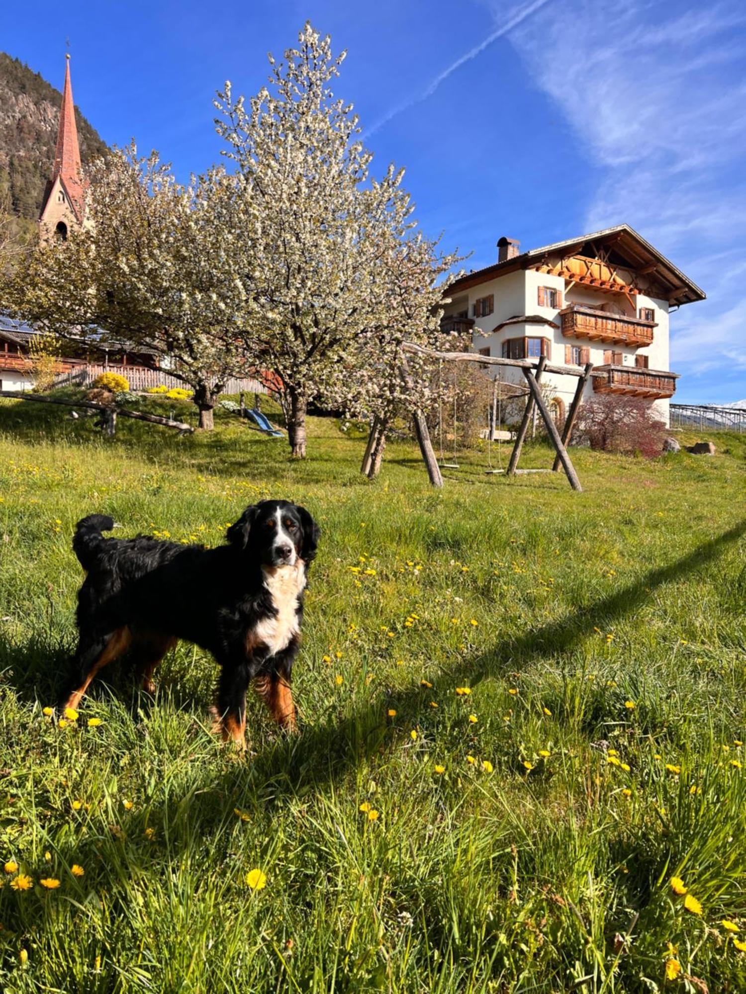 Gasserhof Barbiano  Extérieur photo